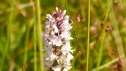 Dactylorhiza fuchsii-Fuchs' Knabenkraut_1