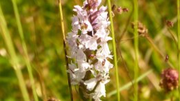 Dactylorhiza fuchsii-Fuchs' Knabenkraut_2