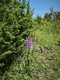 Gymnadenia conopsea-Mücken-Händelwurz_1