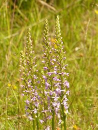 Gymnadenia conopsea-Mücken-Händelwurz_3