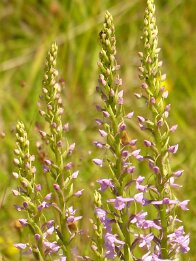 Gymnadenia conopsea-Mücken-Händelwurz_4