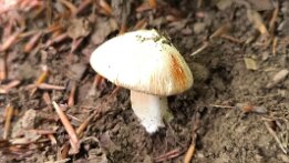 Inosperma erubescens_1