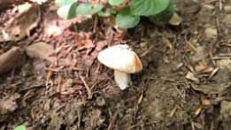 Inosperma erubescens_2