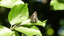 Limenitis camilla-Kleiner Eidvogel
