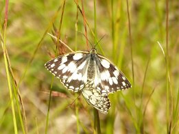 Melanargia galathea-Schachbrett
