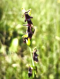 Ophrys insectifera-Fliegen-Ragwurz