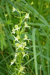 Platanthera chlorantha-Grünliche Waldhyazinthe_1