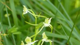 Platanthera chlorantha-Grünliche Waldhyazinthe_2