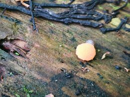 Tubifera ferruginosa_1