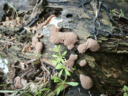 Tubifera ferruginosa_2