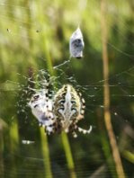 Aculepeira ceropegia-Eichblatt-Radspinne