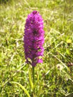 Anacamptis pyramidalis-Pyramiden-Hundswurz