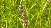 Gymnadenia conopsea-Mücken-Händelwurz_2