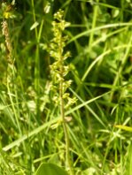 Neottia ovata-Großes Zweiblatt