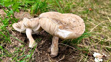 Amanita strobiliformis - Fransiger Wulstling 1