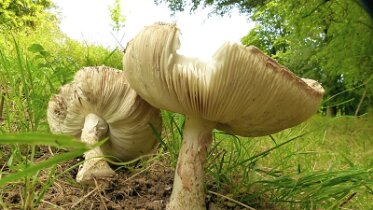 Amanita strobiliformis - Fransiger Wulstling 3