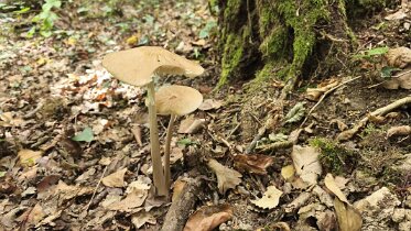 Hymenopellis radicata - Wurzelnder Schleimrübling