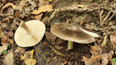 Pluteus cervinus - Rehbrauner Dachpilz