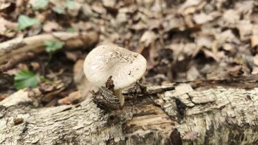 Pluteus petasatus - Seidiger Dachpilz 1