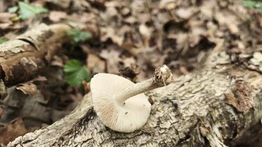 Pluteus petasatus - Seidiger Dachpilz 2