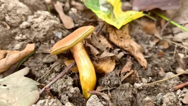 Xerocomellus engelii - Eichenfilzröhrling