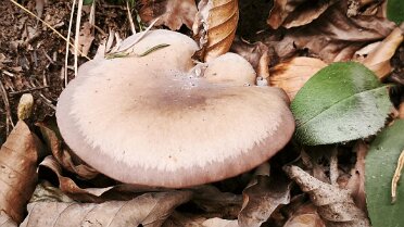 Collybia (Lepista) sordida_1