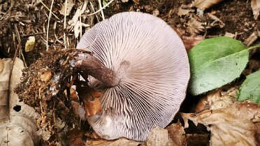 Collybia (Lepista) sordida_2