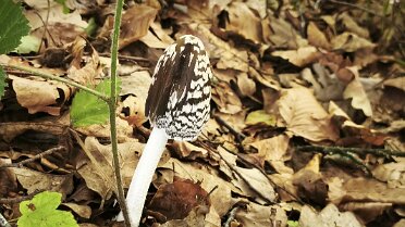 Coprinopsis picacea_1