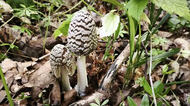 Coprinopsis picacea_2