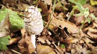 Coprinopsis picacea_3