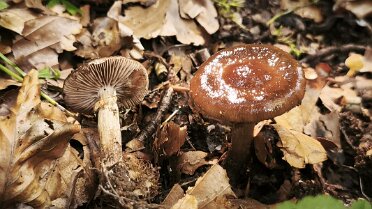 Cyclocybe erebia