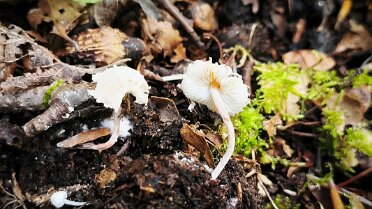 Cystolepiota sistrata