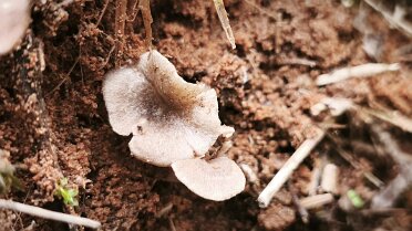 Entoloma flocculosum_1