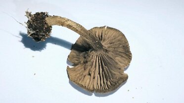 Entoloma flocculosum_2
