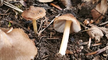 Inosperma maculatum_1