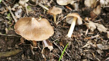 Inosperma maculatum_2