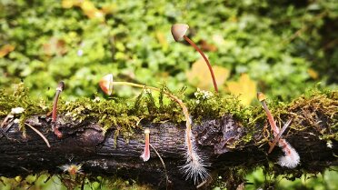 Mycena crocata_1