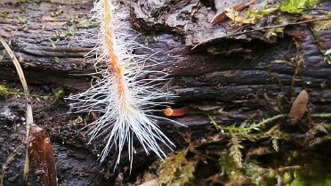 Mycena crocata_2