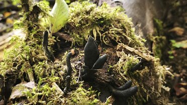 Xylaria longipes