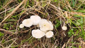 Atheniella flavoalba_1