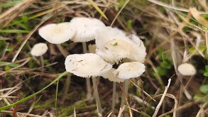 Atheniella flavoalba_2