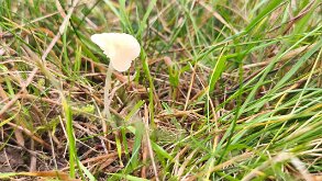 Atheniella flavoalba_3