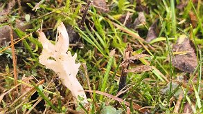 Clavaria rugosa