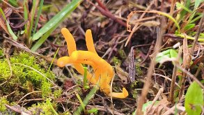 Clavulinopsis helvola