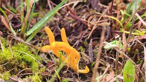 Clavulinopsis helvola_2