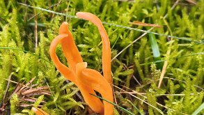 Clavulinopsis luteoalba_1