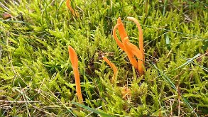 Clavulinopsis luteoalba_2