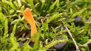 Clavulinopsis luteoalba_3