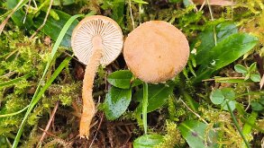 Cystoderma amianthinum_1