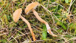 Cystoderma amianthinum_2